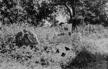 Kiviristid Lüganuse kiriku kalmistul. Autor: L. Anting. Aasta: 1956. #N 11163
